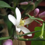 Citron blomster 004